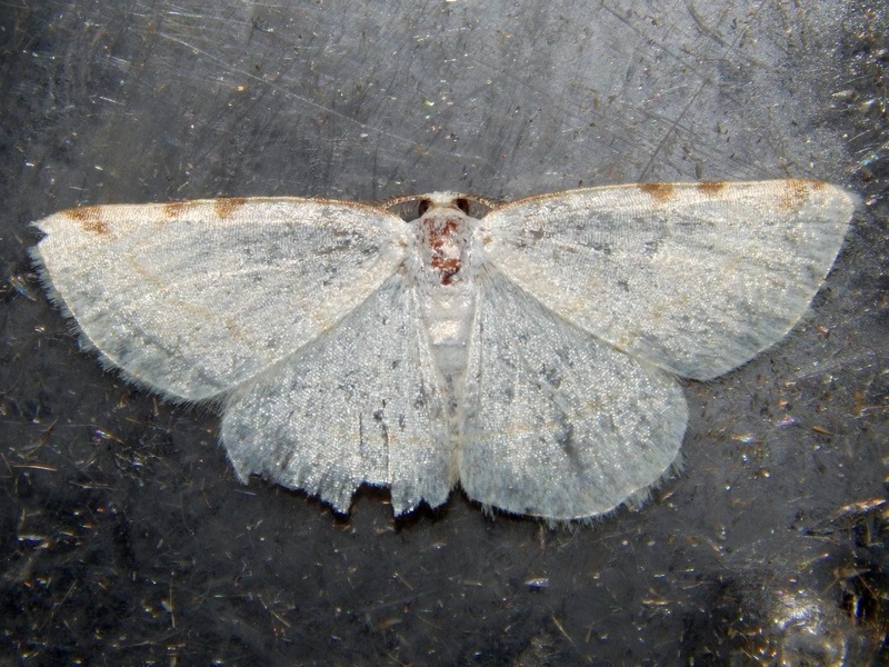 Una Stegania trimaculata alla fine..